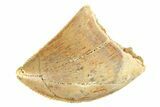 Serrated, Baby Carcharodontosaurus Tooth - Morocco #276004-1